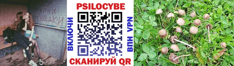 хочу наркоту  Великий Устюг  Галлюциногенные грибы Psilocybine cubensis 